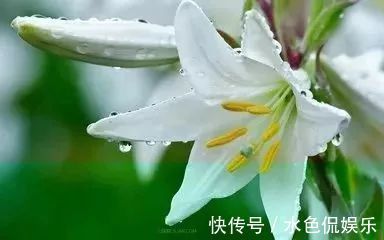 枣仁|它被称为“蔬菜人参”,止咳润肺、安神助眠,还能美容养颜……