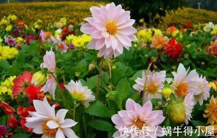 春夏秋冬|从9月10日开始，家养此款花卉，四季常开，种植容易