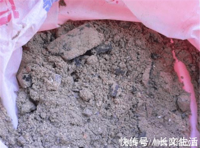 柳树皮|老大爷养君子兰，用上3种“黑炭块”，齐刷刷冒白根，年年开花旺