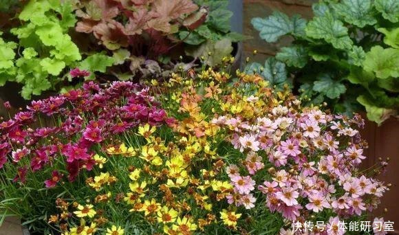 秋天的院子,养点喜欢的花,乐得自在!