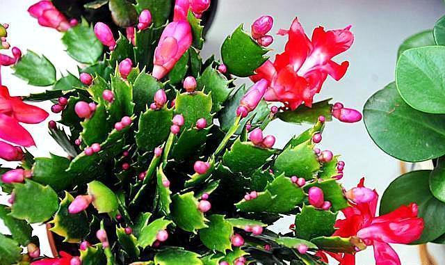 盆栽蟹爪兰这样配土,简单实用,叶片肥厚开花还多!