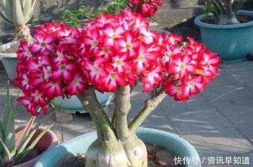 花卉|3种花,有个阳台就能养,盆越小开花越多,轻松开成花园