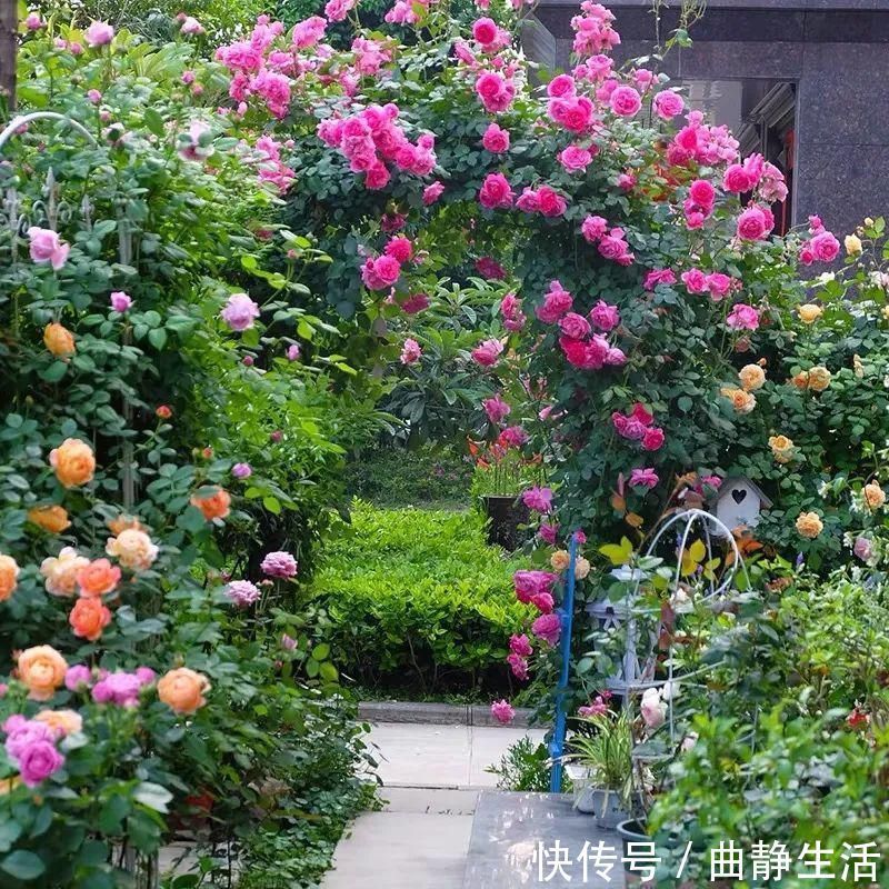 等我老了以后，找个小院陪你养花种菜！