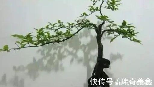 2种树很常见，学会养护要点，做成盆景大变样，5年养成万元树