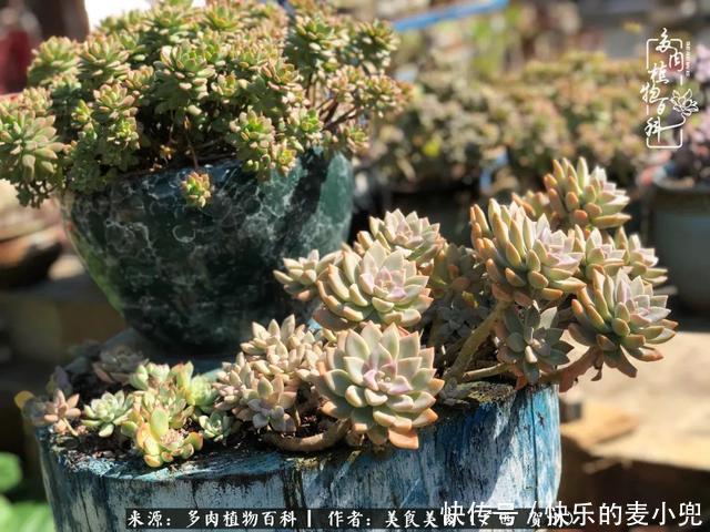 多肉，一位来自神奇大自然的良师益友！