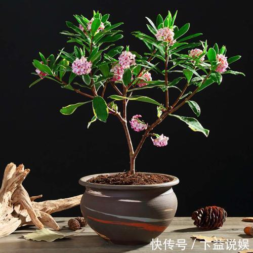 卧室养花避开这5种,熏得头晕脑胀,最容易失眠