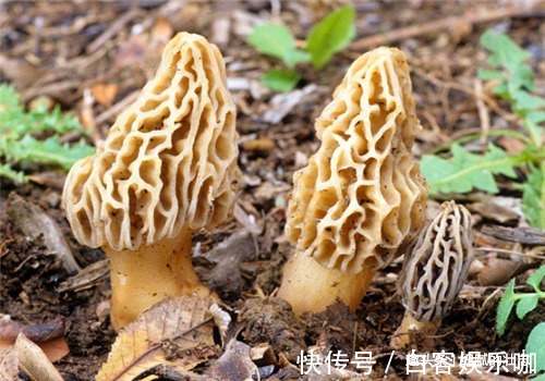 滋阴降火|女性要排毒,离不开4种食物,滋阴降火,净化血液,滋养女性子宫