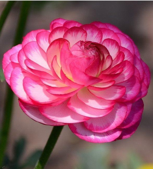 此花漂亮似牡丹，30天不浇水也不会死，被誉为“花中之王”