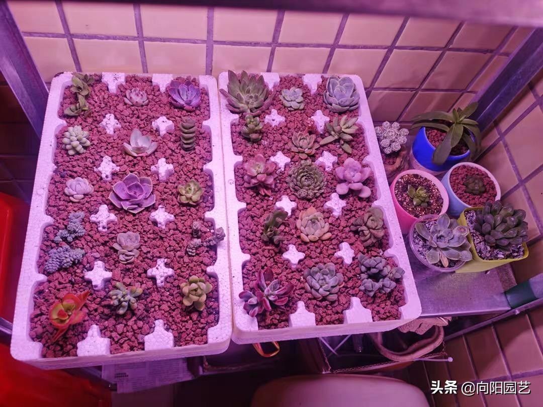 灯没白买，电费没白花，养多肉不惜花费重金，1个月电费200块