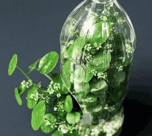 养花|除了花盆之外，这些东西也是绝佳的养花神器，你用过吗？