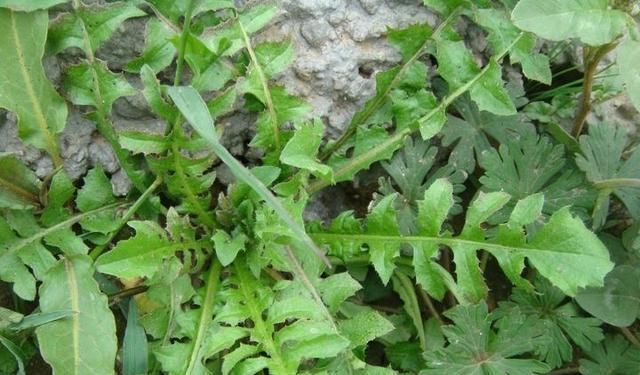 到处|田边1“野草”,学名护生草,以前到处见,如今却很少