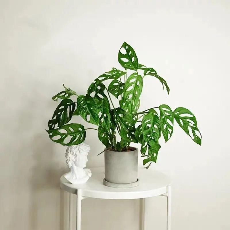 家里养盆仙洞龟背竹，叶片上都是“小天窗”，清新又养眼