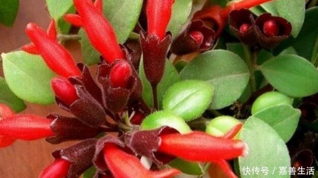 家里阴暗也要养“6种花”,光线少也没关系,越暗长得“越好”!