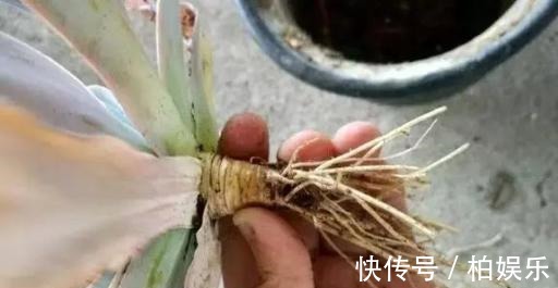 叶片|养多肉不修根等于白养,这么一弄突突疯长!