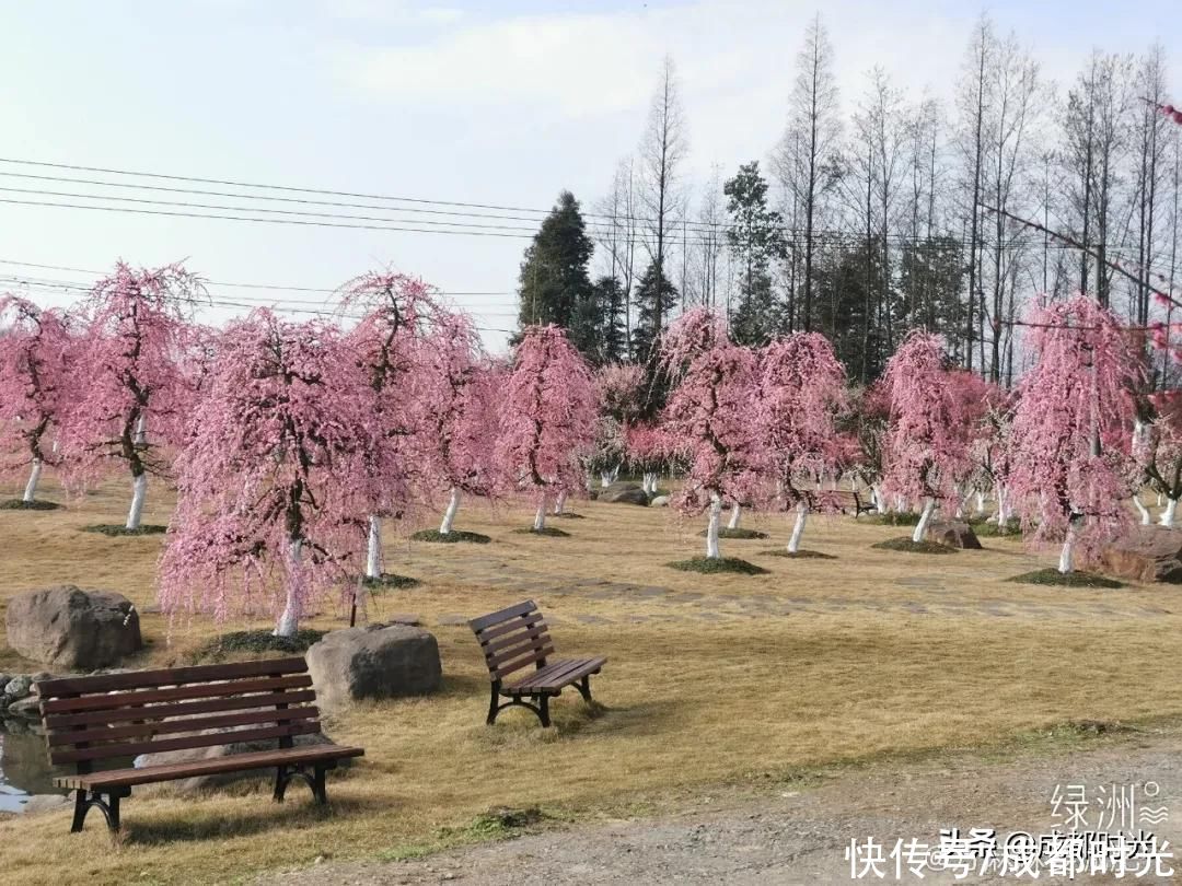 成都千亩海棠、数百亩梅林满树繁花似锦 约吗?