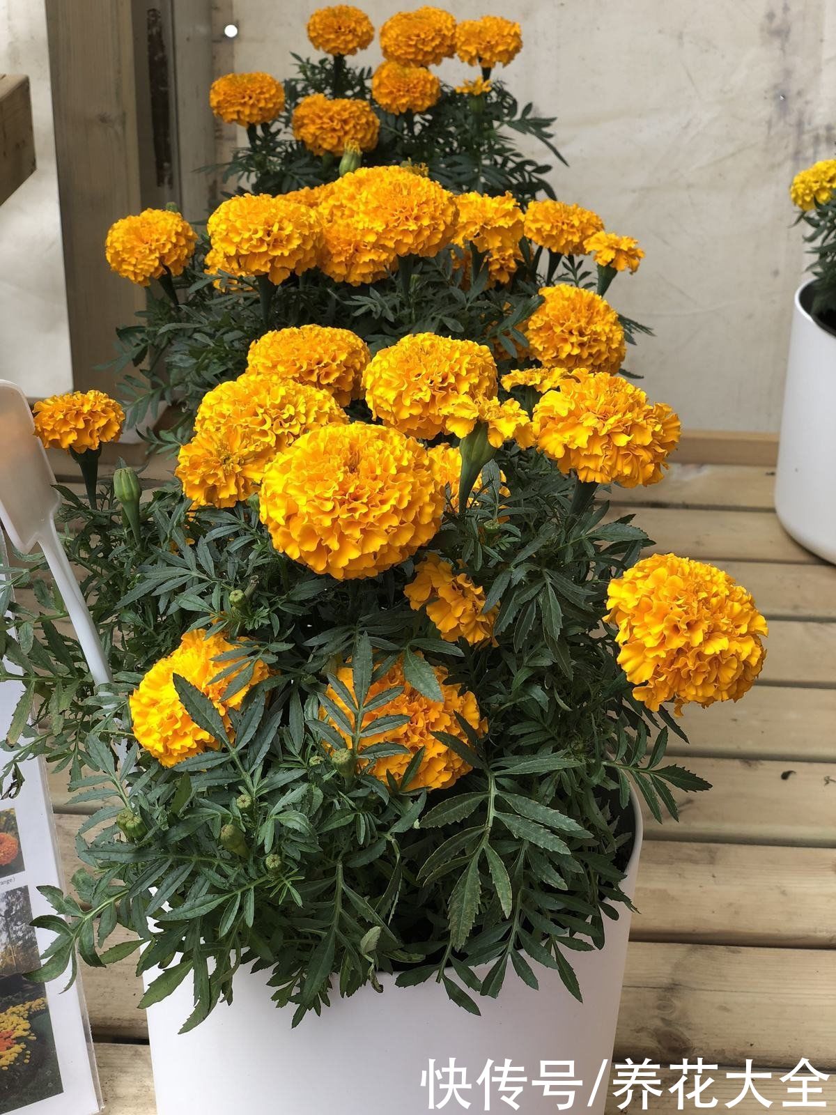  这4种花颜值虽然高，但是味道却很“臭”，真是让人又爱又恨