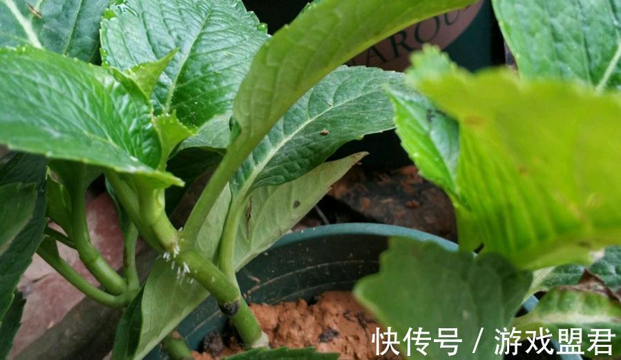 阳台上|从这4个层面入手管理长寿花，盆栽不易生病虫害，反而开花爆盆