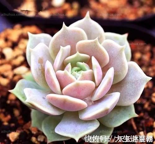 “混血”多肉美极了,皮实颜值高,养护更简单,养几棵真过瘾