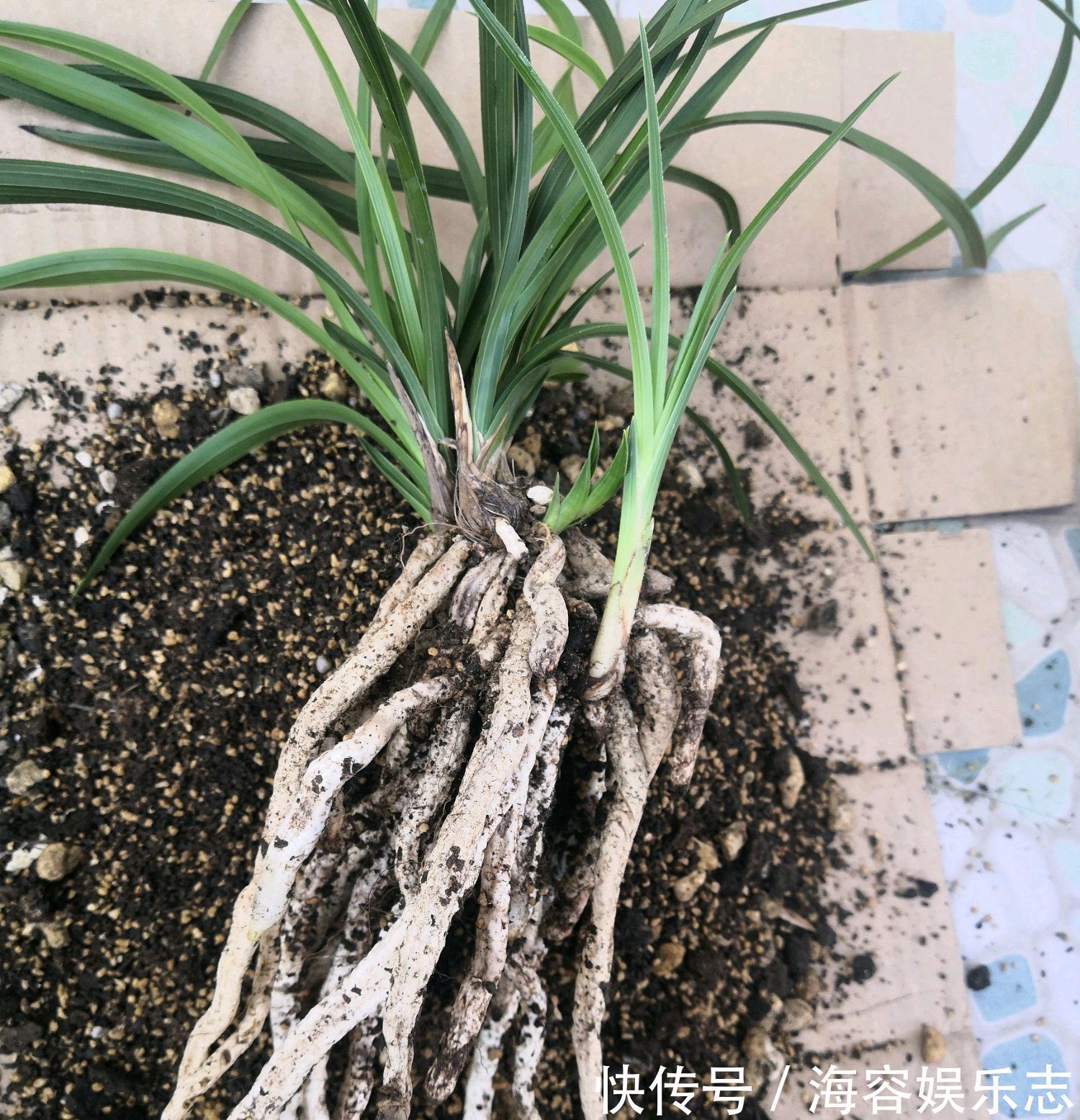 芦头|兰花海底芽是怎么回事兰花遇到海底芽在秋季怎么分盆