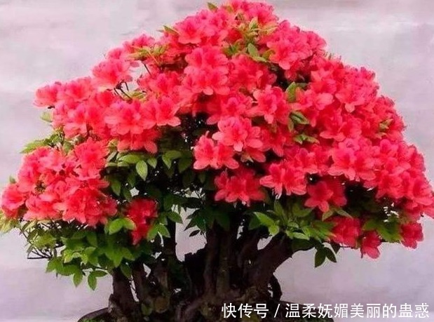都说杜鹃花难养,4个养护妙招,不掉一片叶,花开满枝又旺盛