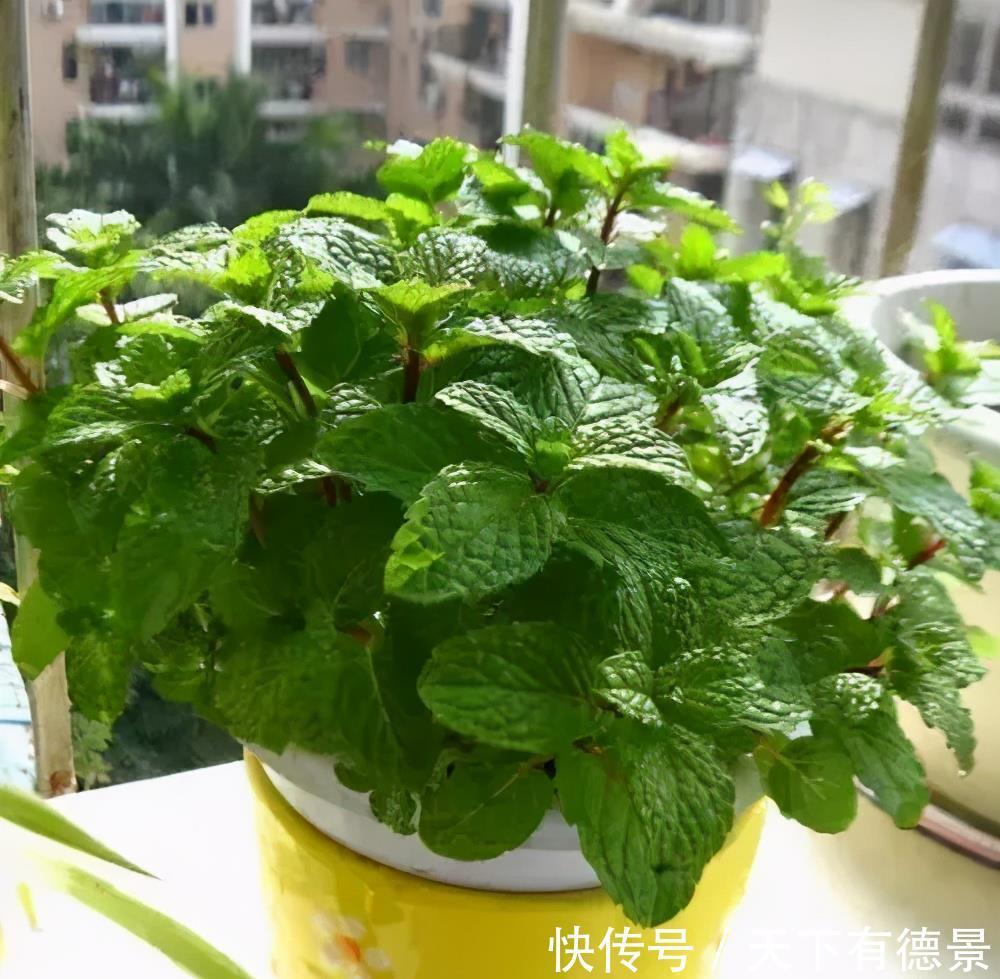 种花|老中医都喜欢的5种花,对健康有益,好看又好养,一次养十盆