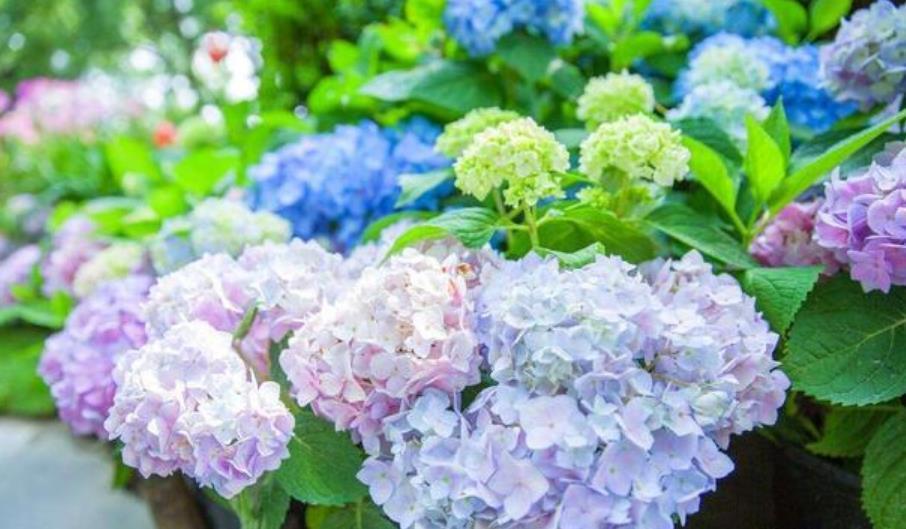 最适合新手养的4种花，沾土就能活，花香四溢飘满屋，美爆了