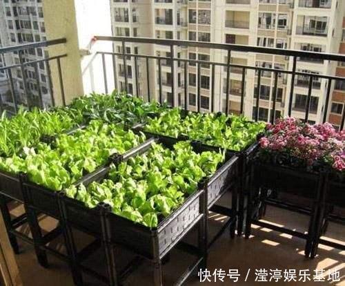 阳台还在晒衣服,拿来种菜可以吃上一整年,可香了!