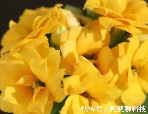 家养长寿花总是难开花记住这些小细节,轻松花开爆满盆