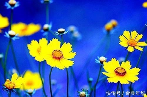 花前|有意花前风带笑,无心月下柳含愁;八首闲赋诗,散乱青丝换白头