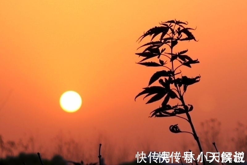 秋景!寒露,在诗词中感受凉凉的秋意,赏析范仲淹的千古名篇《苏幕遮》
