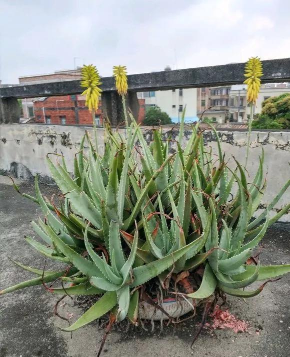 5种花最怕乱浇水，浇错了就烂，浇得越多，死得越快！