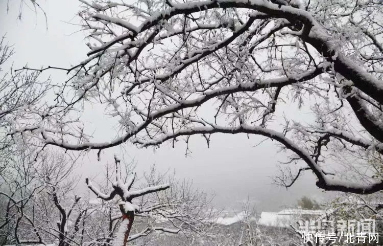 肖枫|你那里是下雨还是下雪？今天，同在青岛，却仿佛不在一个季节...