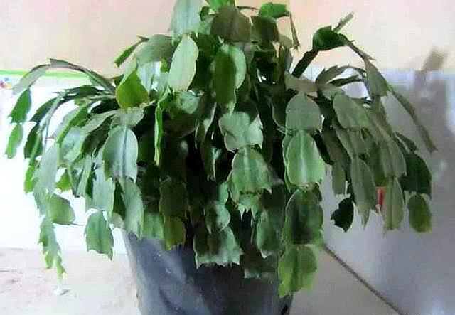 蟹爪兰发出这个“信号”,一定不要忽视,是在提醒你