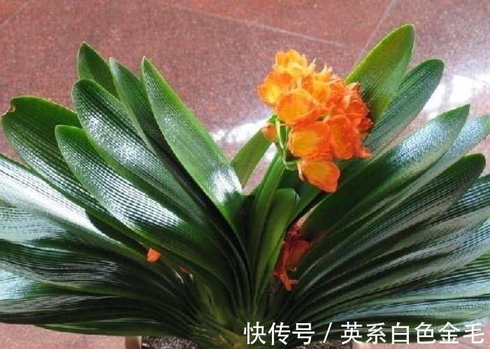 阳台养君子兰，四季学会“巧浇水”，叶子绿油油，冬季开爆盆