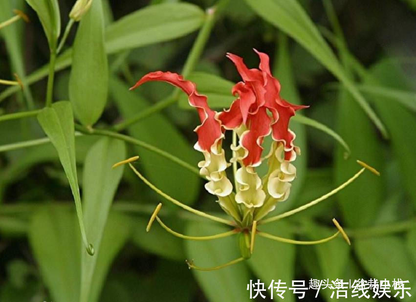 一种可以爬墙的百合，高贵又典雅，人称“嘉兰百合”，好养吗