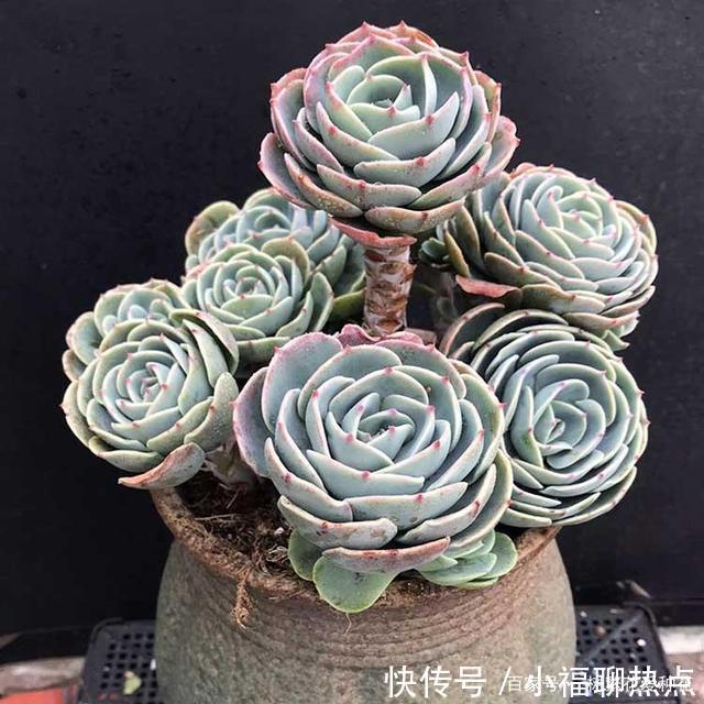 这10种多肉不太好养，爱黑腐、化水，养起来没有成就感