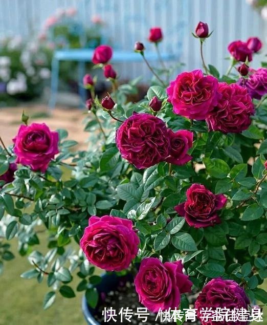 枝条|家里没有强光照,4种花不要养,根本长不好、不开花,纯属浪费钱!