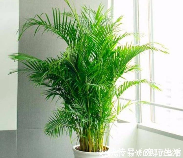 养花就养4种花,家里养一盆,开花爆盆很漂亮,越养越喜欢