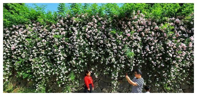 超梦幻！莫干山脚下这条“蔷薇花瀑”美翻了