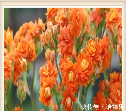 长寿花这样修剪后,再追施2种肥,促花多,花开爆盆