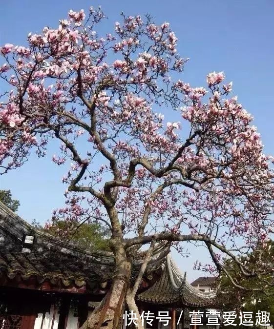 庭院种什么树最吉利，还好看？