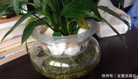 8种最适合水培的盆栽植物介绍！不用照顾就能活，养花杀手的福音