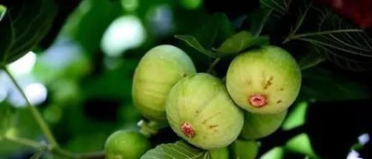 湿润|盆栽无花果,掐个枝埋土里,根系蹭蹭长,既是盆景又能结果