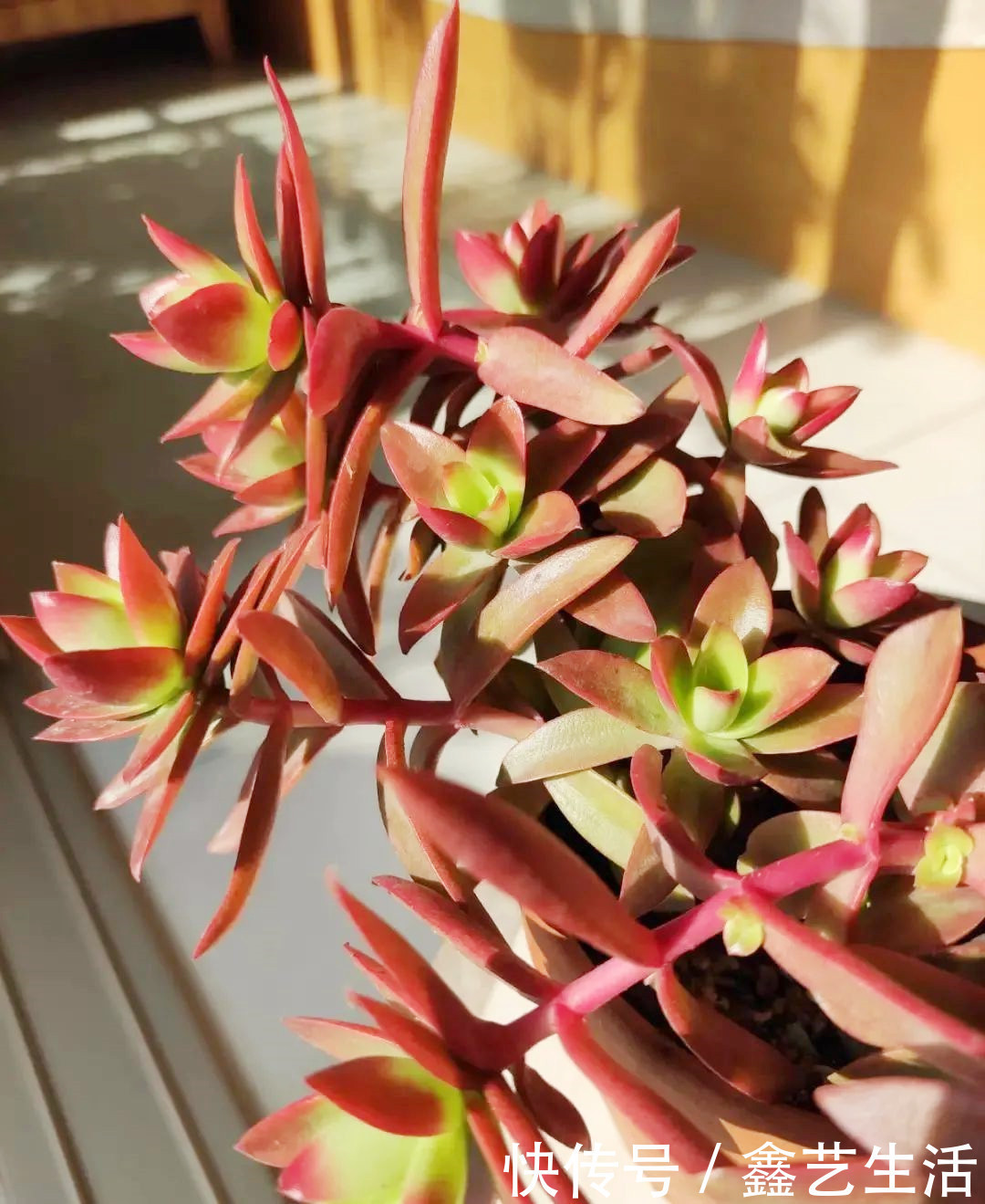 越虐越长疯,3周胖到爆炸的多肉控养大法,不轻易外传