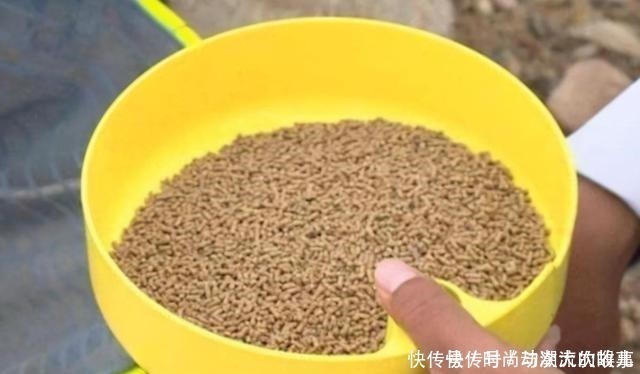 公开|鲤鱼钓了三十年,至今才公开这饵料,一般人还真不晓得,莫泄露