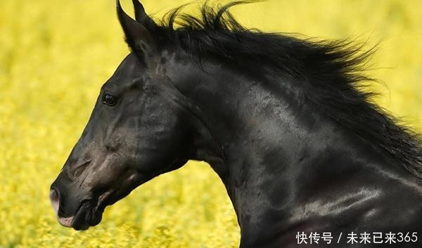 明朝男子家里来一马匹，因此走上人生巅峰，马的来历还是惊人