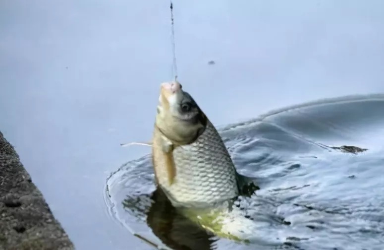 老渔翁建议,野钓别带蚯蚓,超市有一妙物,百钓百中不是事真妙