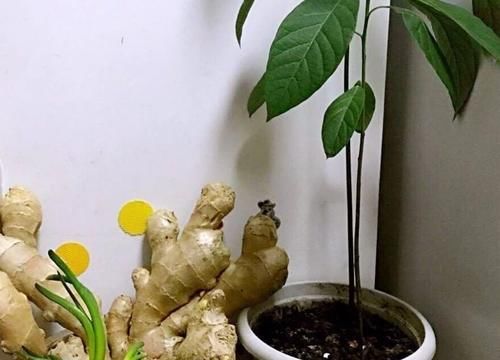 发芽的生姜不吃就盆栽,3个月下崽,秋收多到吃不完