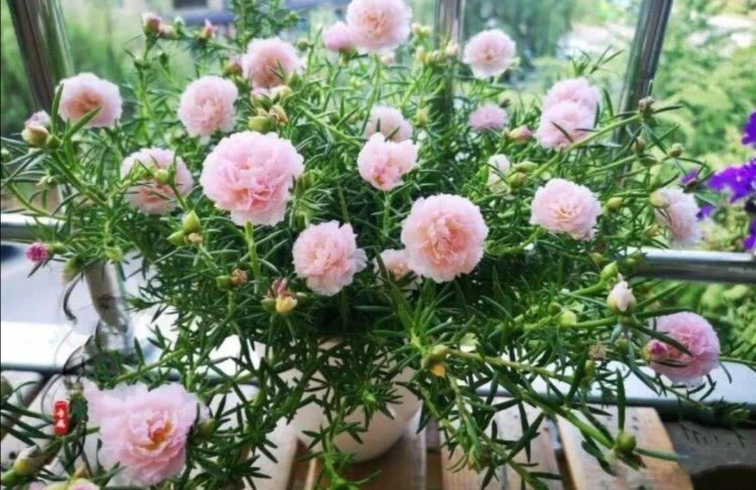 太阳花|6种公认好养的花卉,开花漂亮又美观,养起来简单