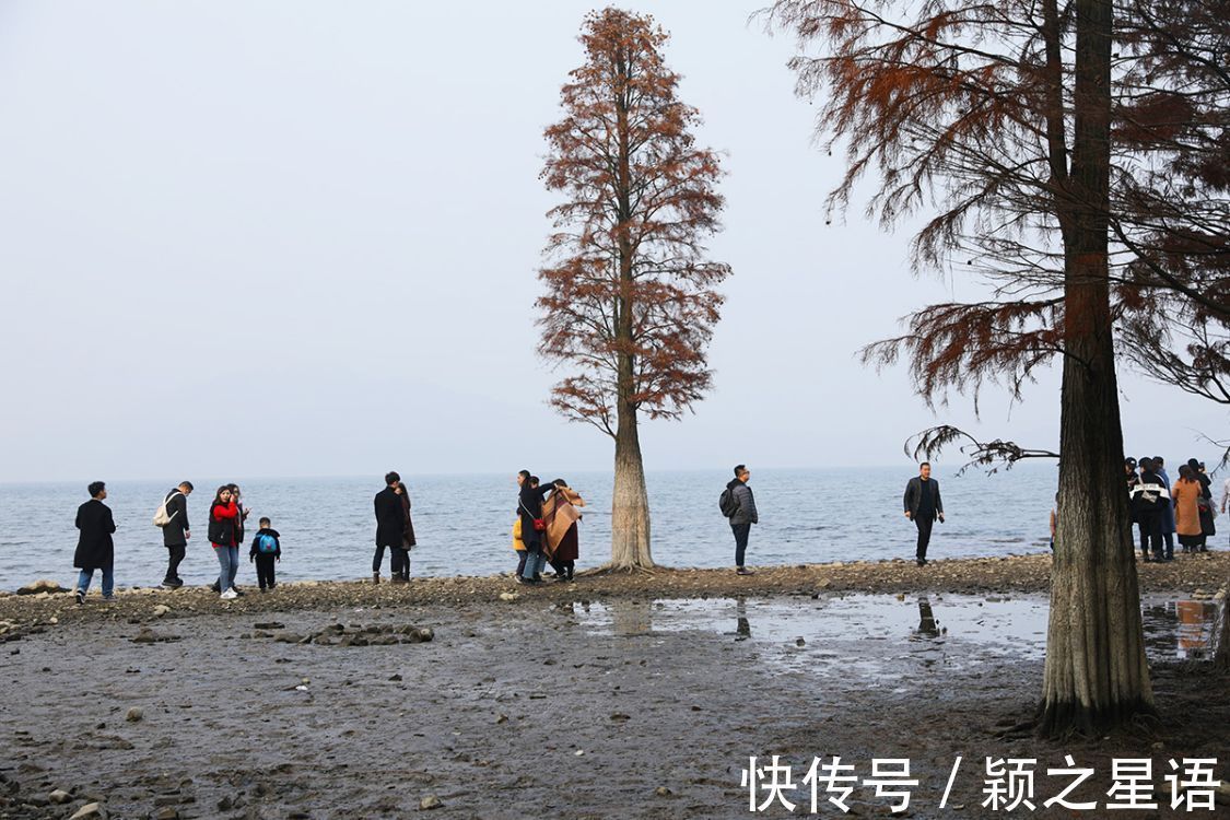 红杉林|网红地暂停开放，游历11次红杉林，见证四季之美